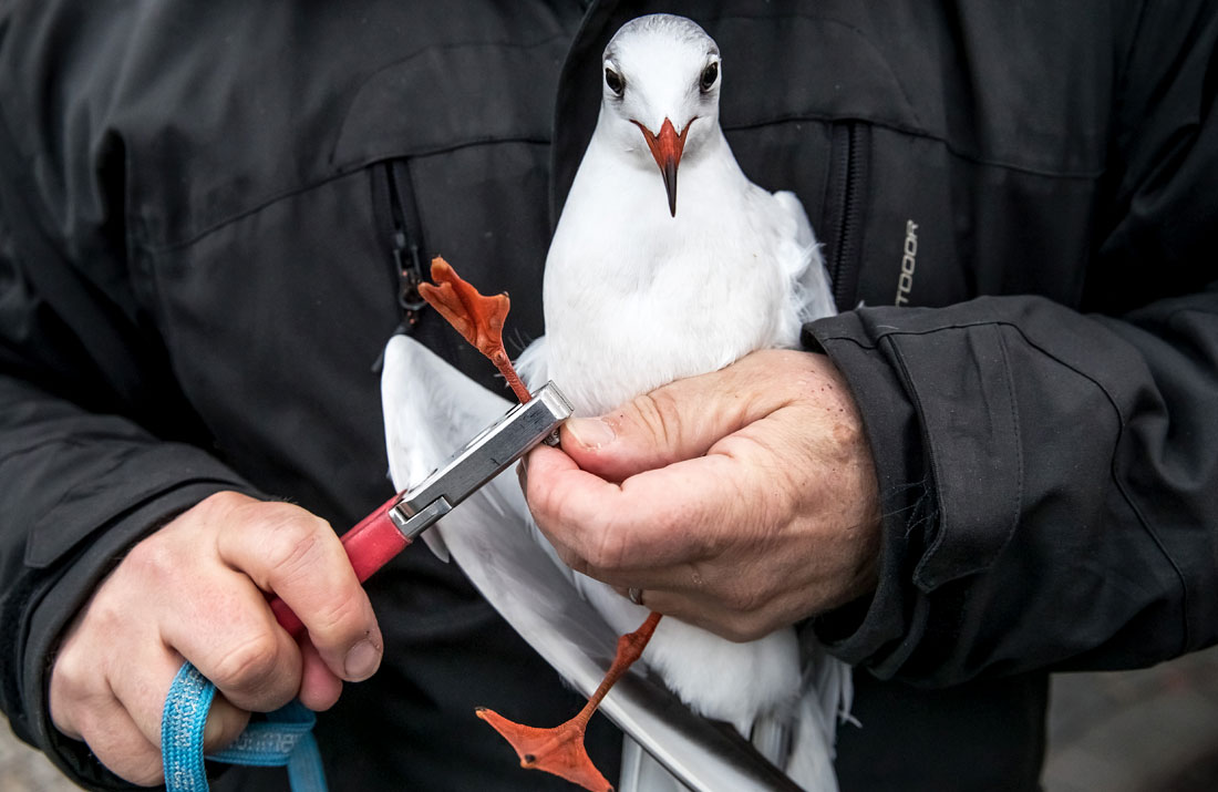 Орнитологи Чешского национального музея начали окольцовку чаек перед наступлением холодов. Отлов птиц происходит в основном зимой, так как чайки имеют тенденцию проводить зимнее время в городских центрах, где они находят пищу и тепло.