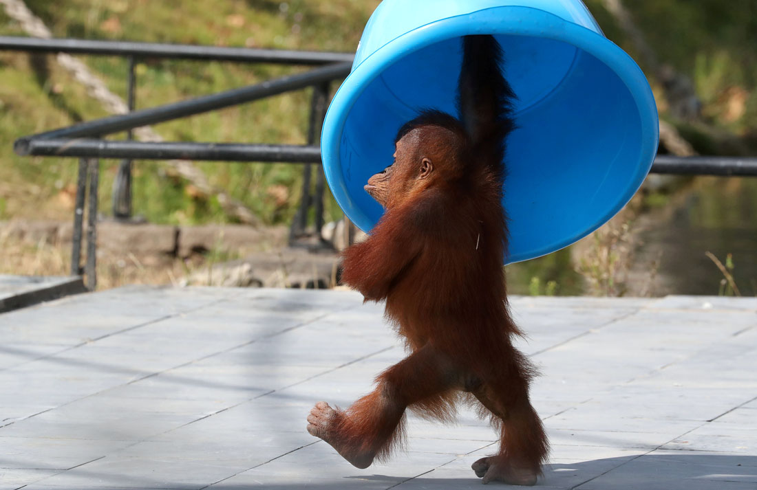 Орангутан Фото Смешные