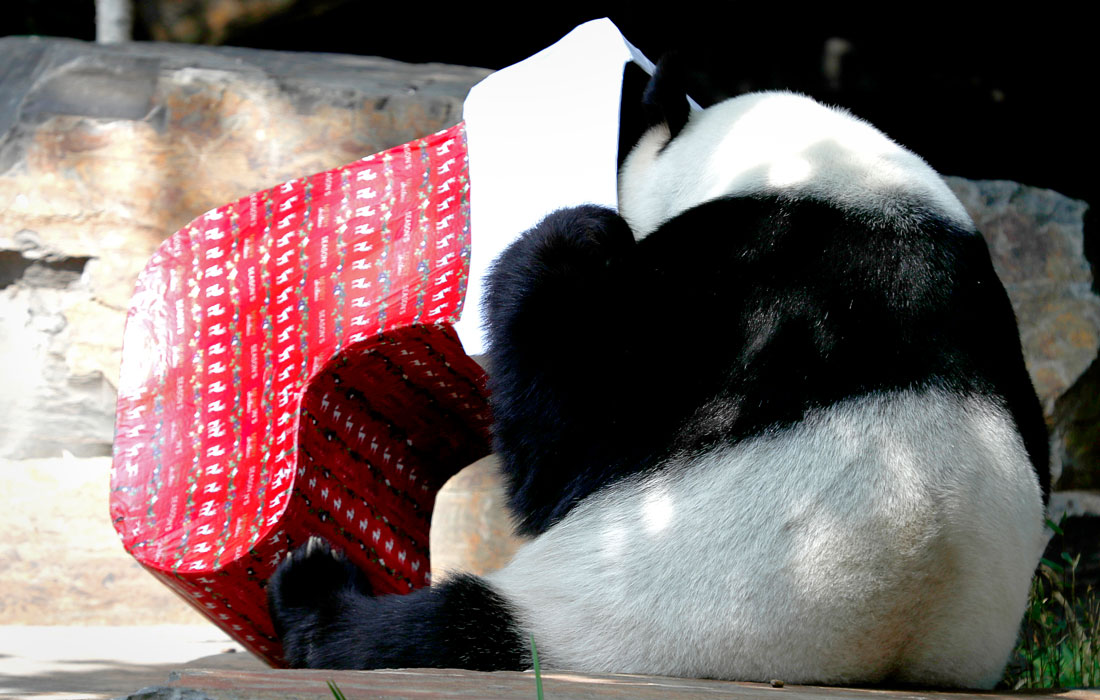 Животные в австралийском зоопарке Аделаиды получили раннее рождественское угощение в подарочной упаковке