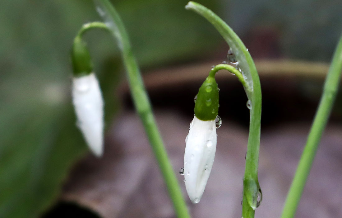 В ботаническом саду в Москве расцвели весенние первоцветы: одуванчики, морозники, примулы, форзиция, рододендрон даурский и подснежники. 23 декабря температура воздуха в столице составила +6 градусов.