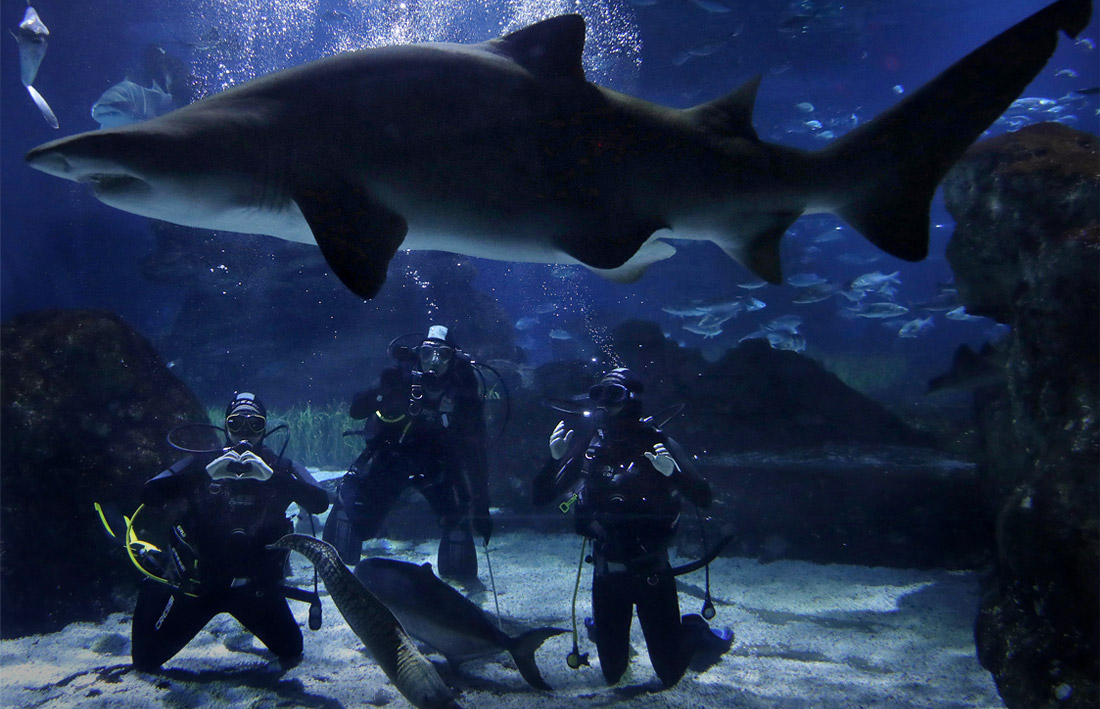 Испанские игроки в водное поло спустились в аквариум с акулами в Барселоне