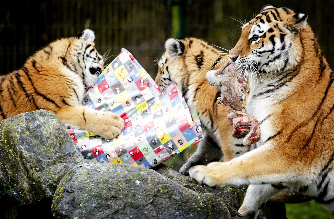 Тигрица и ее детёныши получили в подарок на Рождество коробки с мясом. Праздничный ужин устроили своим подопечным работники сафари-парка Beekse Bergen в Нидерландах.