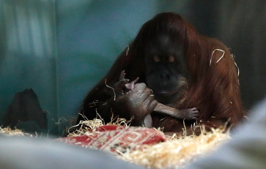 В Московском зоопарке появился на свет детеныш редкого суматранского орангутана