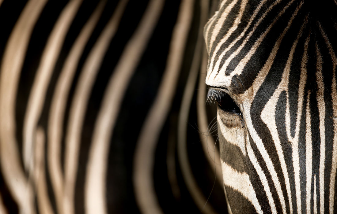 Саванная зебра в Янгонском зоологическом саду