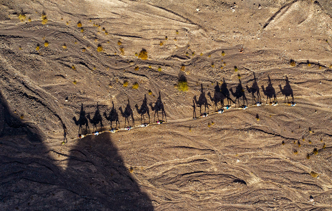 Караван верблюдов в пустыне недалеко от израильского города Эйлат