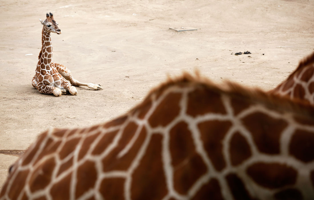 Жирафы в зоопарке Чапультепек в Мехико
