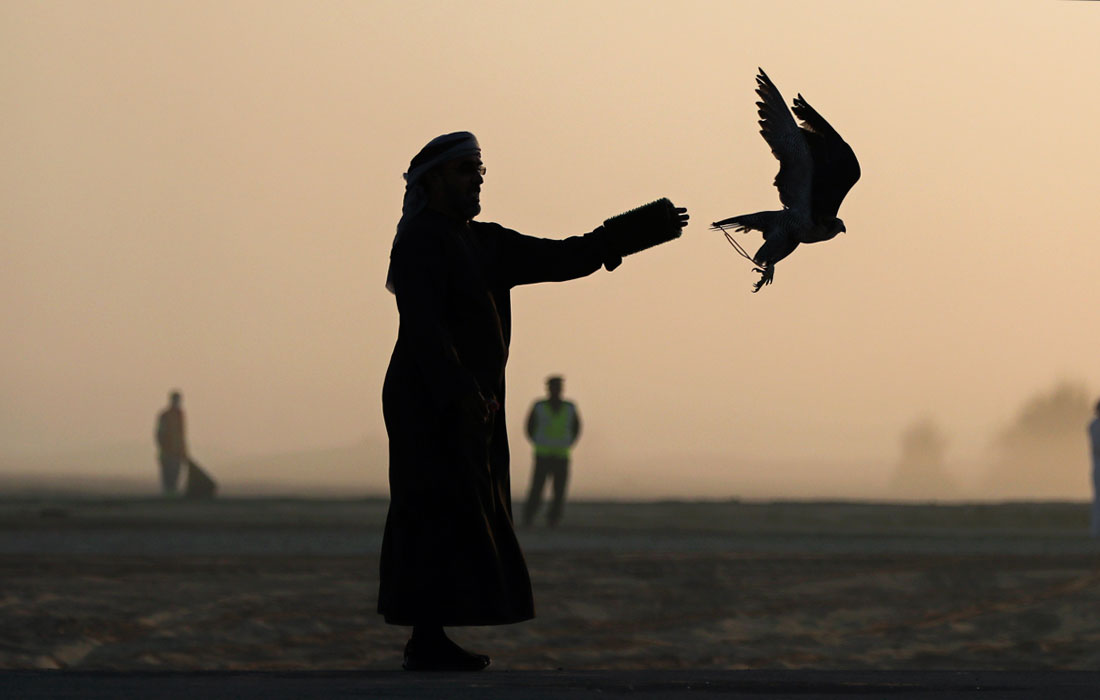 В Дубае проходит чемпионат по дрессировке соколов и соколиной охоте