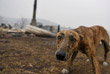 Собака ждет хозяев у сгоревшего дома в городе Киа