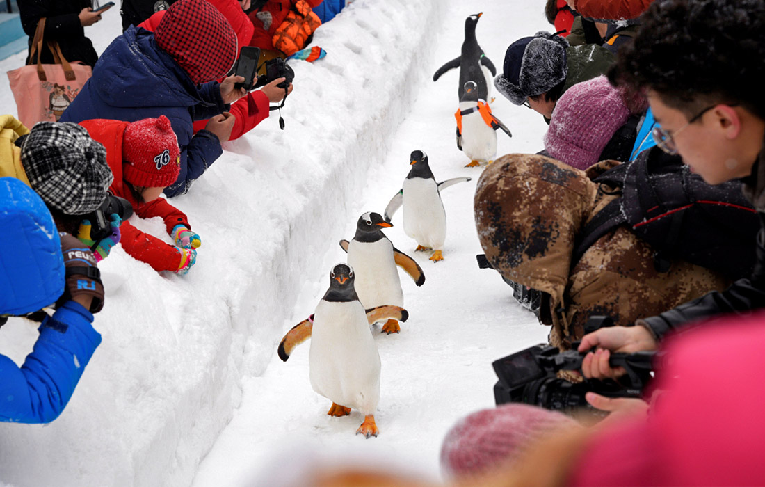 Пингвины на фестивале ледяных и снежных скульптур в Харбине, Китай