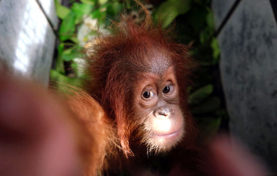 Фотохроника 10 января