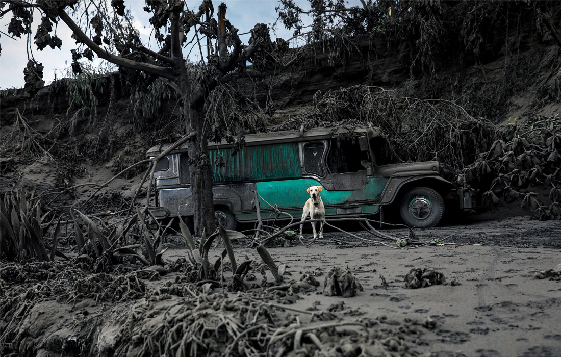 Деревья и растительность покрылись вулканическим пеплом на территории провинции Батангас на Филиппинах