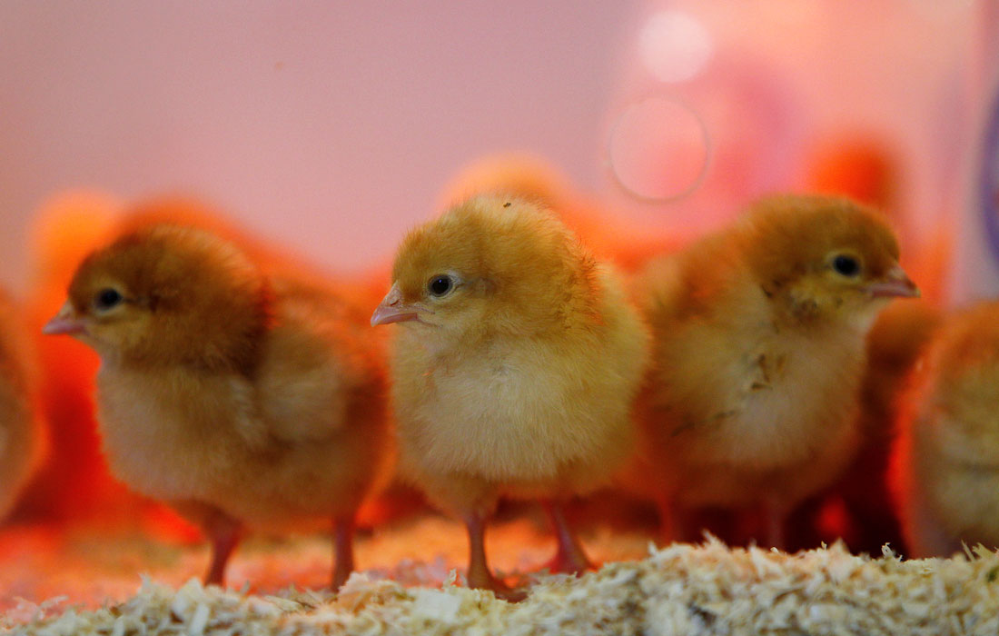 В Берлине прошла подготовка к открытию Международной ярмарки сельского хозяйства и продуктов питания (Internationale Gruene Woche)