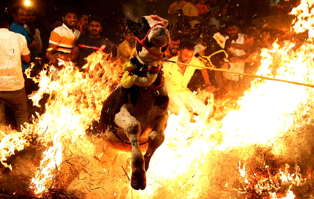 Празднование индуистского фестиваля благодарения в Бангалоре, Индия