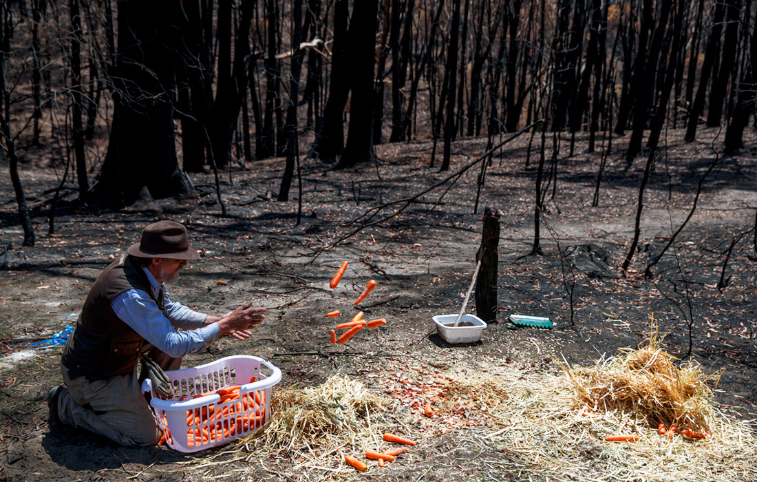 Житель австралийского штата Новый Южный Уэльс оставляет морковь пострадавшим от лесных пожаров животным