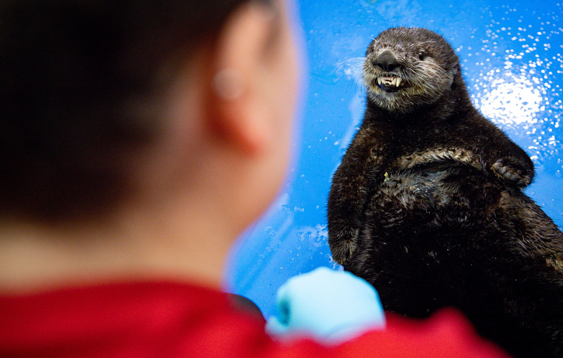 Спасенная морская выдра с Аляски, вскоре станет резидентом Национального центра SEA LIFE в Бирмингеме
