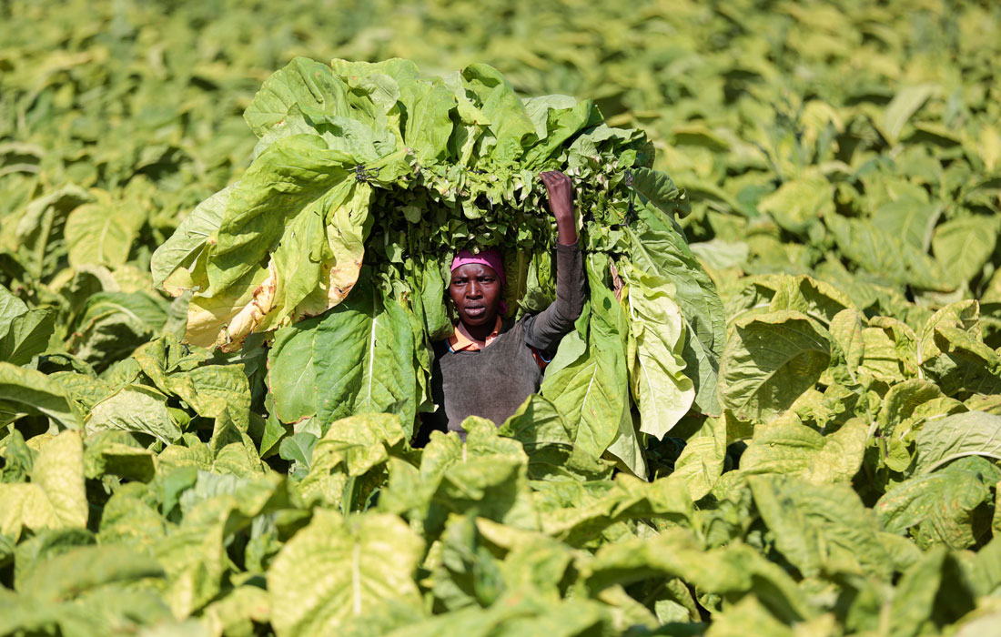 Сбор урожая табака на ферме в Зимбабве