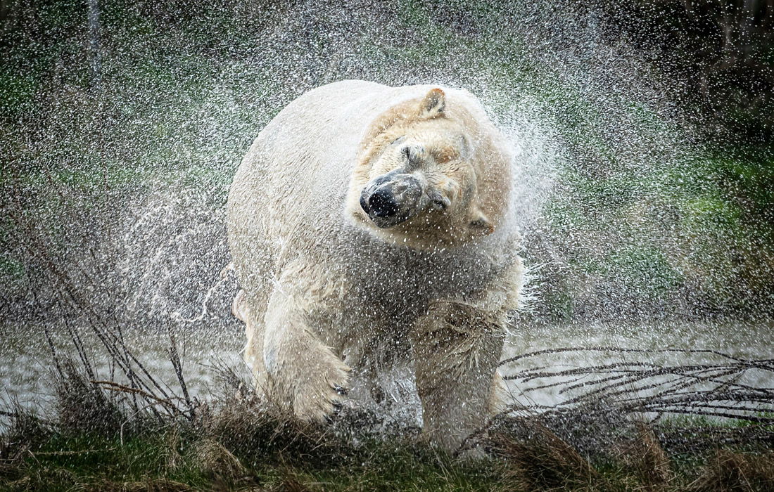 Полярный медведь по кличке Распутин представлен публике в Йоркширском парке дикой природы в британском Донкастере