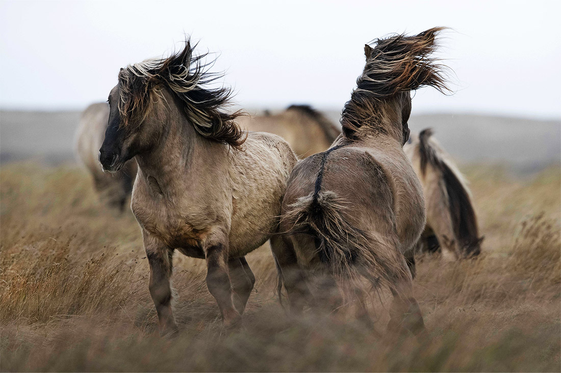 Карликовые лошади резвятся в резервации в Нидерландах