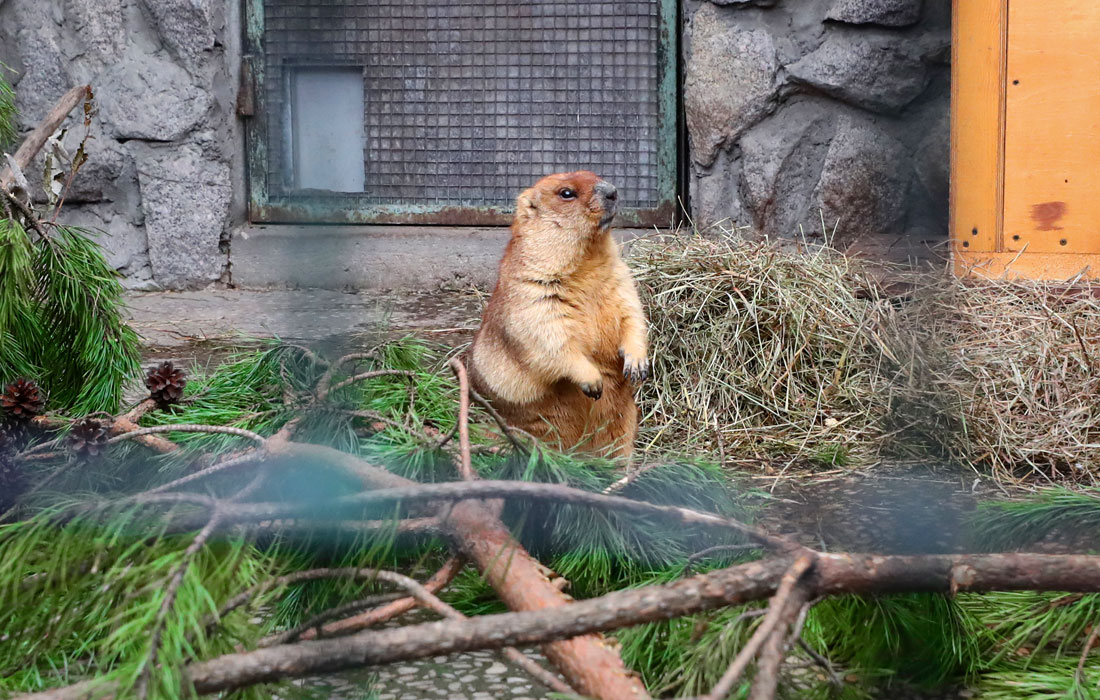 Семейство сурков из числа обитателей Ленинградского зоопарка вышло из зимней спячки на полтора месяца раньше срока из-за непривычно теплой зимы