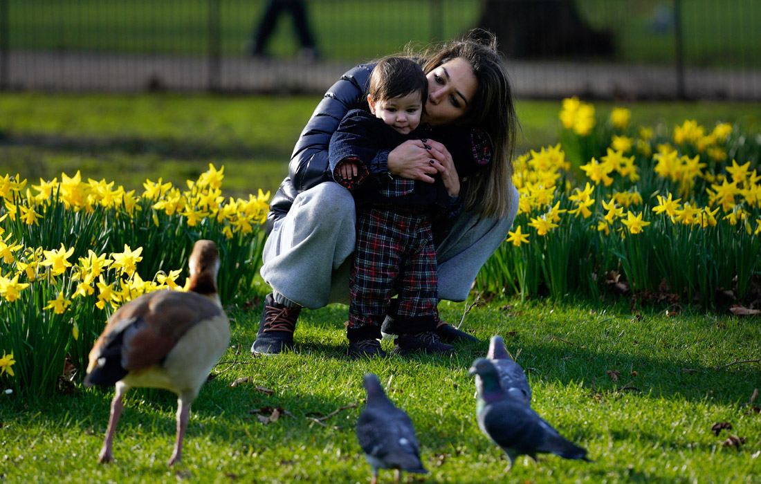 В Сент-Джеймсском парке в Лондоне зацвели нарциссы
