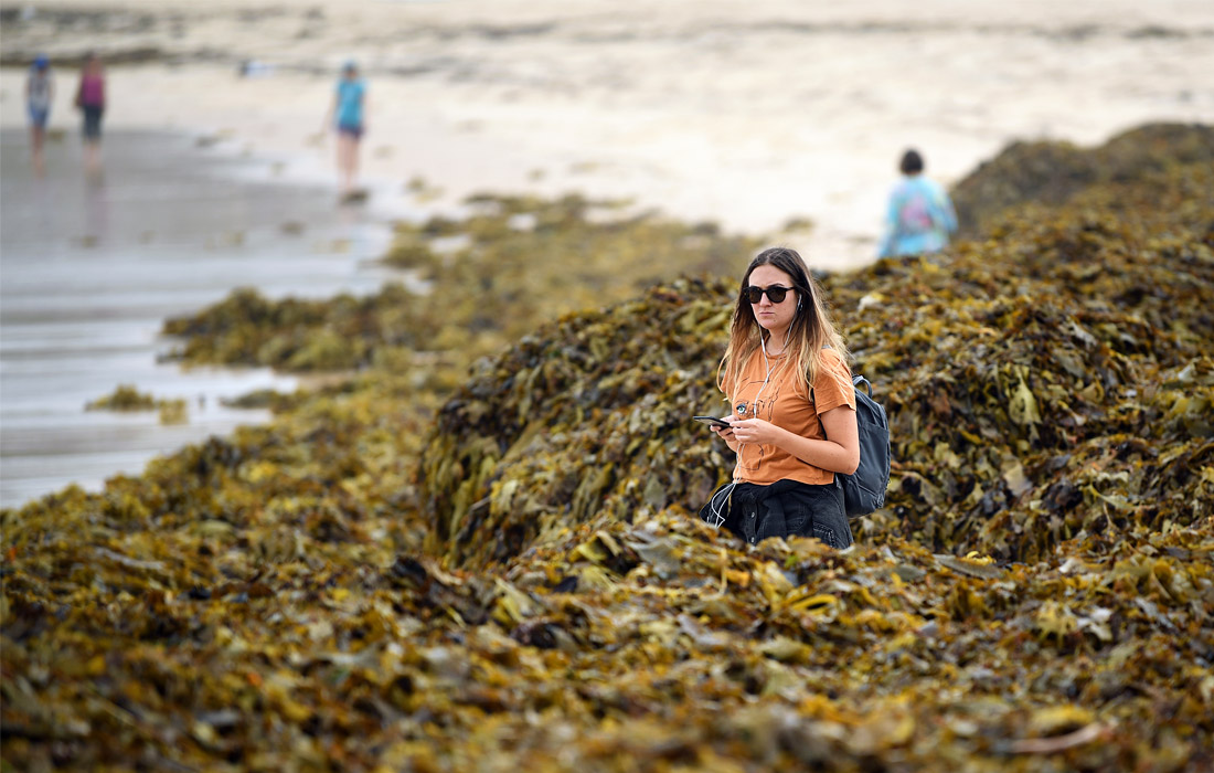 Огромное количество водорослей выбросило после шторма на пляж Куги в Сиднее