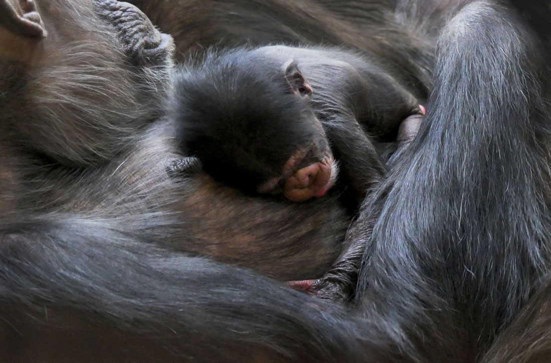 Второй шимпанзе, родившийся в Шотландии за 20 лет, в Эдинбургском зоопарке