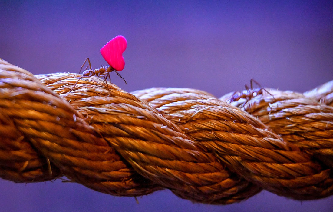 День святого Валентина в зоопарке Бристоля