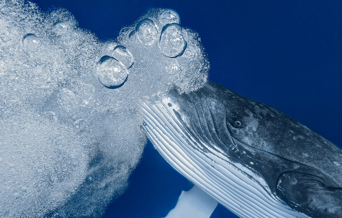 2-е место в категории "Поведение". Паоло Исгро, Италия.