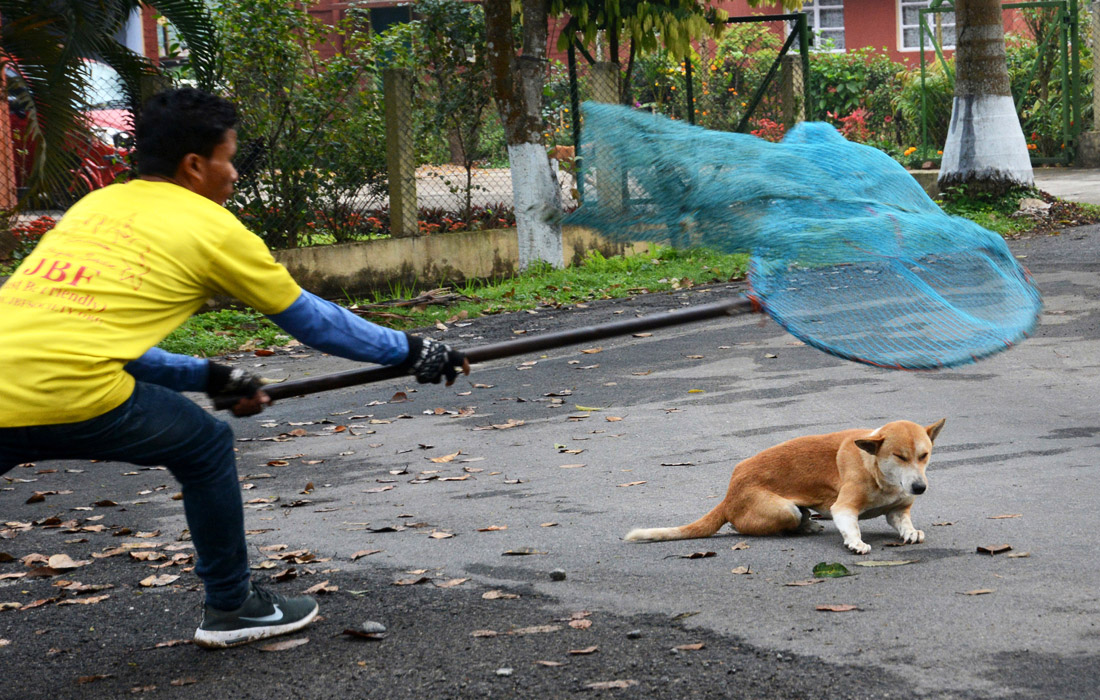 В индийском городе Гувахати сотрудники неправительственной организации Just Be Friendly отлавливают бродячих собак. После вакцинации и стерилизации бездомных животных возвращают в места обитания.