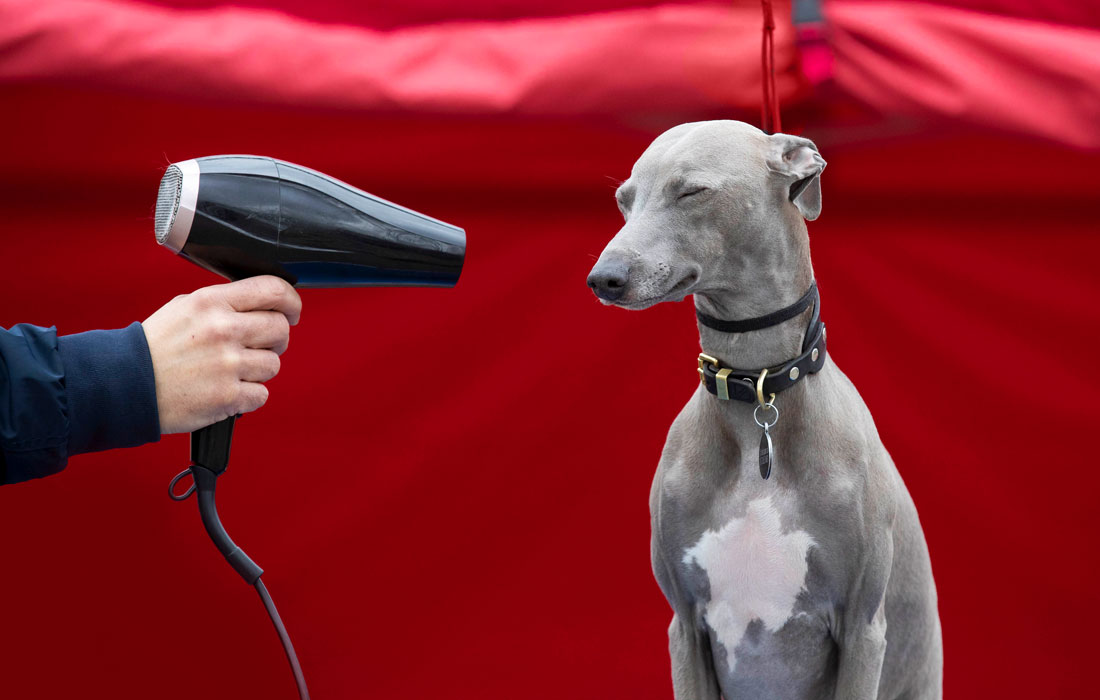 Крупнейшая в мире выставка собак Crufts началась в Национальном выставочном центре Бирмингема. В этом году на мероприятия ввели некоторые ограничения в связи со вспышкой коронавируса. Ожидается, что на выставку привезут около 26 тысяч собак.