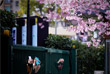 6 марта. В японских городах Токио и Осака отменили фестиваль цветения и любования сакурой из-за вспышки вируса. Традиционно в апреле в эти два города стекаются миллионы туристов, чтобы полюбоваться деревьями в белых и розовых цветах.