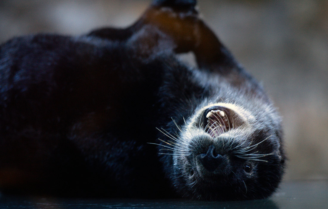 Морская выдра по кличке Оззи в океанариуме Бирмингема, Великобритания