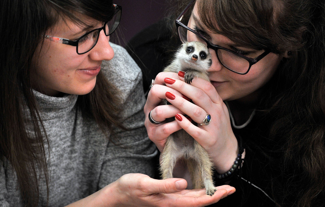 Сурикат по кличке Зулу в зоопарке Будапешта