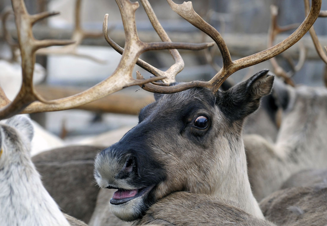 Олень во время пересчета в Мурманской области