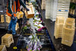 Уничтожение цветов на одном из крупнейших аукционов в нидерландском Алсмере в связи с низким спросом во время пандемии коронавируса COVID-19