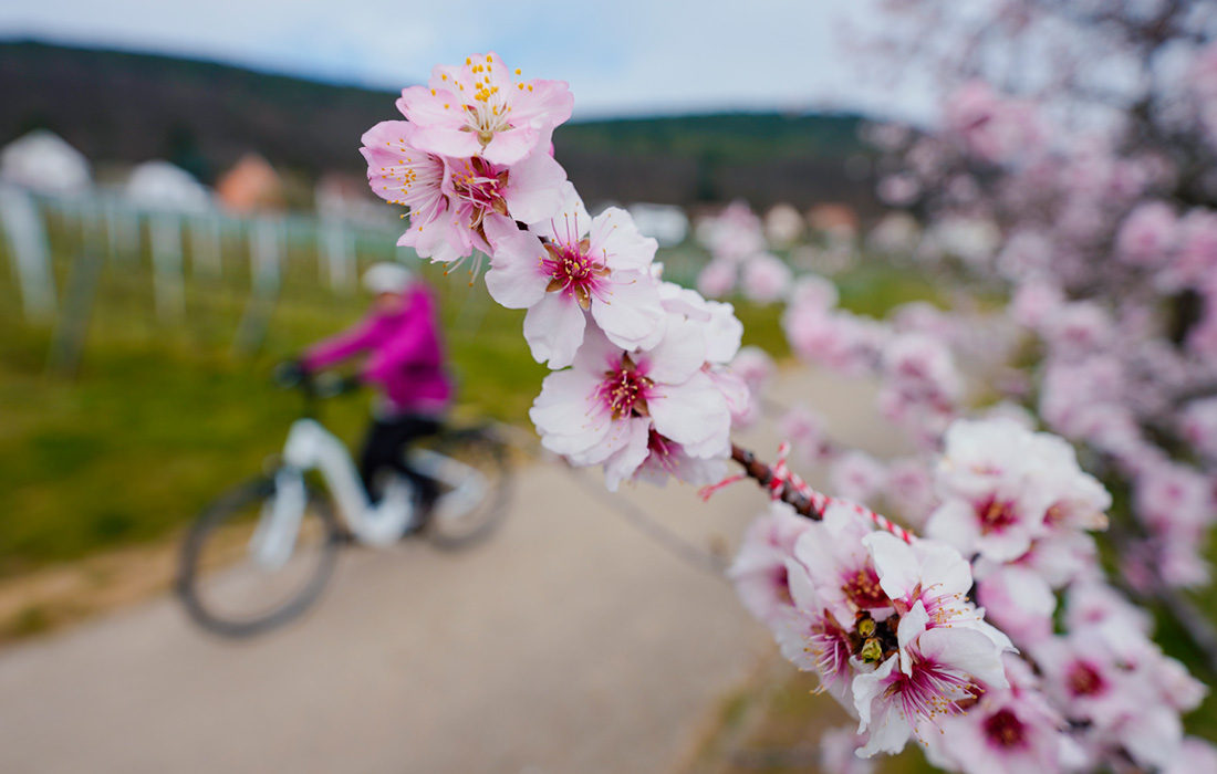 В южных областях Германии начался период цветения миндальных деревьев