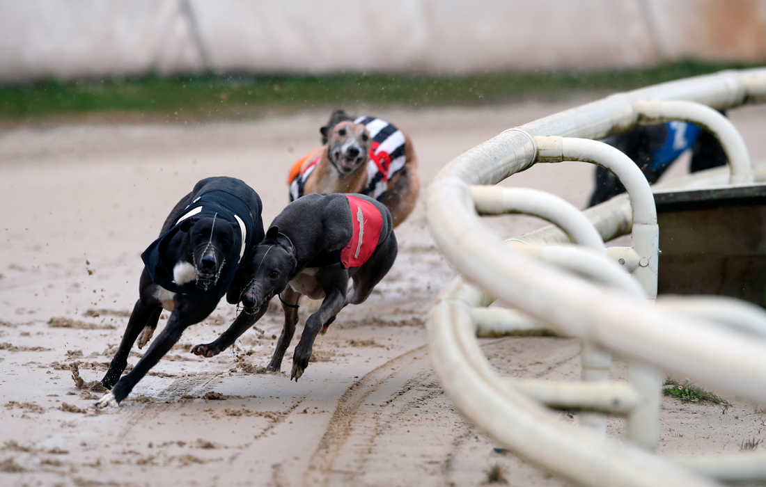 Собачьи бега в Бирмингеме, Великобритания