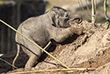 Новорожденного слоненка представили публике в Честерском зоопарке в Великобритании