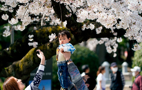 Цветение сакуры в Японии