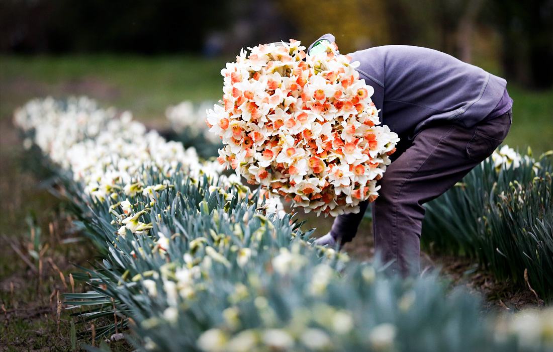 На территории штата Вашингтон в США временно закрыли цветочные киоски во время пандемии коронавируса