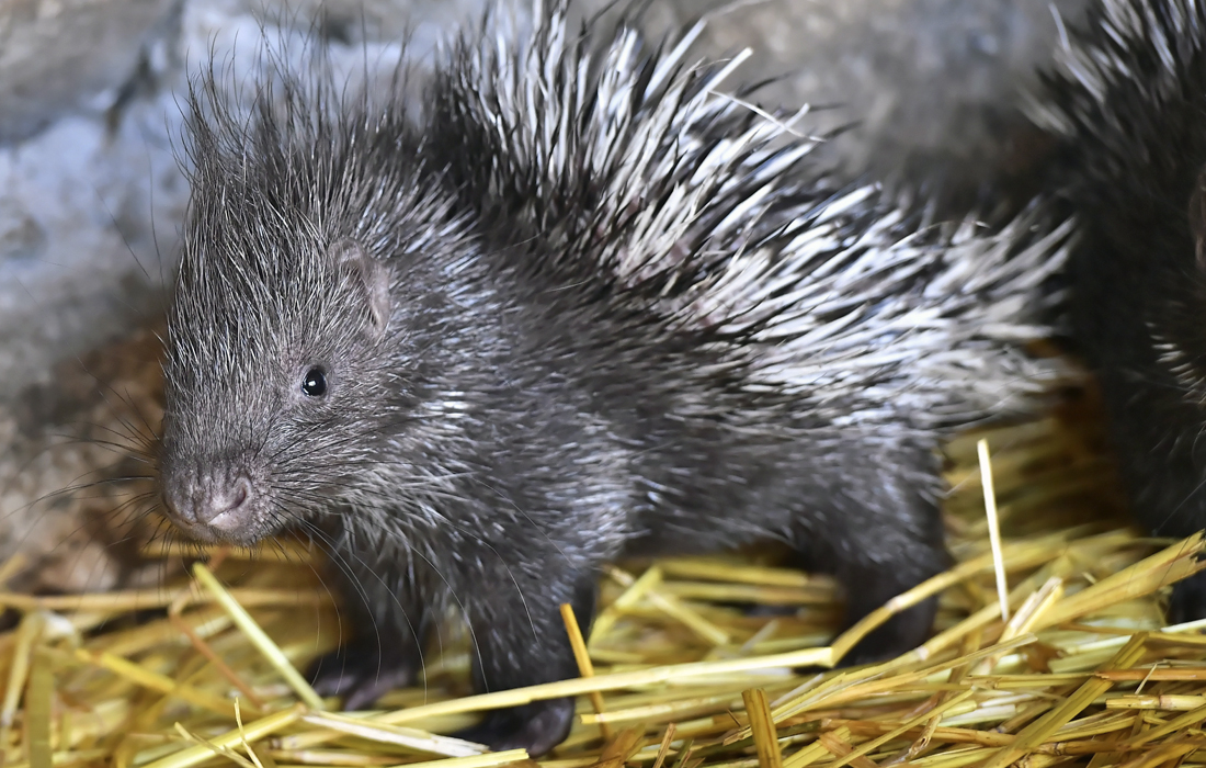 В зоопарке в польском Вроцлаве родились четыре индийских дикобраза