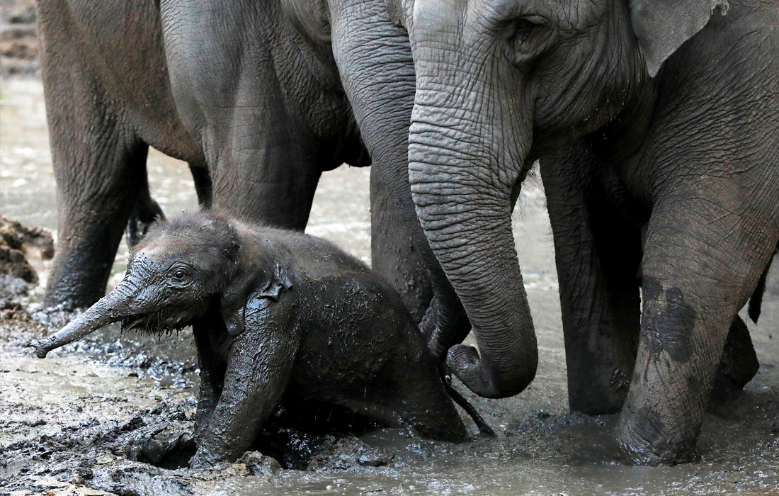 Шестидневный слоненок с матерью в сафари-парке города Рамат-Ган, Израиль