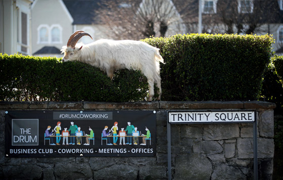 Дикие козлы захватили опустевший город в Уэльсе