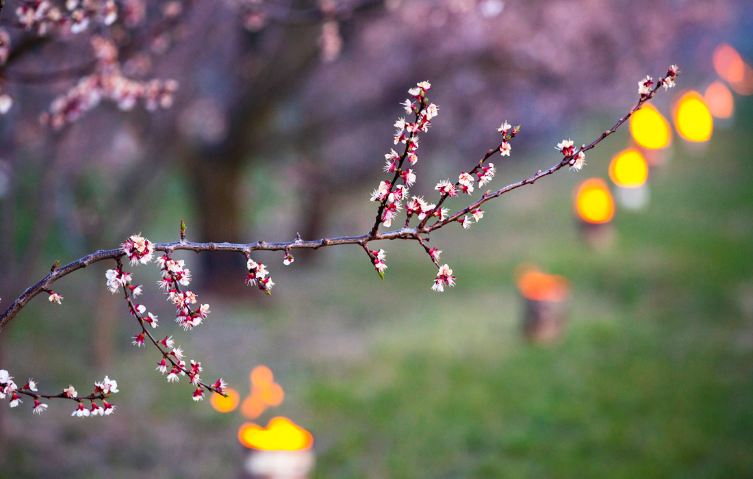 Венгерские фермеры пытаются спасти цветущие сады абрикосовых деревьев от заморозков при помощи свечей