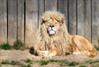 Лев принимает солнечную ванну в зоопарке польского Войцехова. Из-за распространения коронавируса у зоопарка заканчиваются деньги на содержание животных.