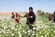 Военнослужащие уничтожают маковые поля в провинции Гильменд в Афганистане