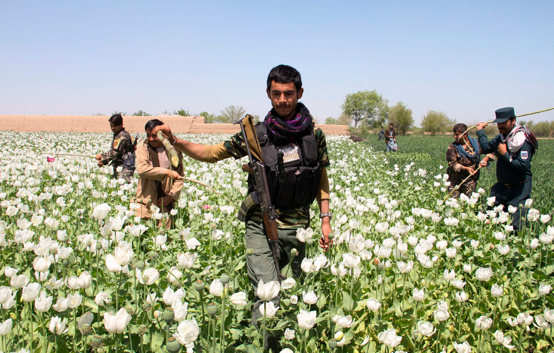 Военнослужащие уничтожают маковые поля в провинции Гильменд в Афганистане