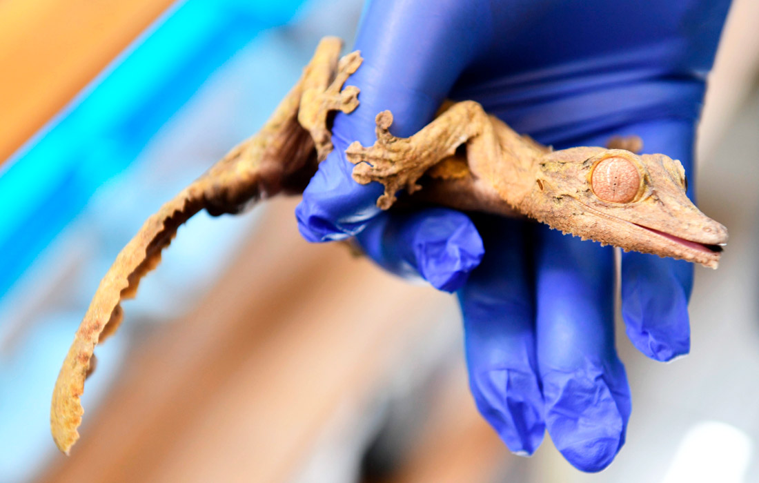 Листохвостый мадагаскарский геккон в зоопарке Вроцлава в Польше