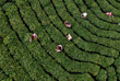 Сбор урожая чая в провинции Хэнань на востоке центральной части Китая