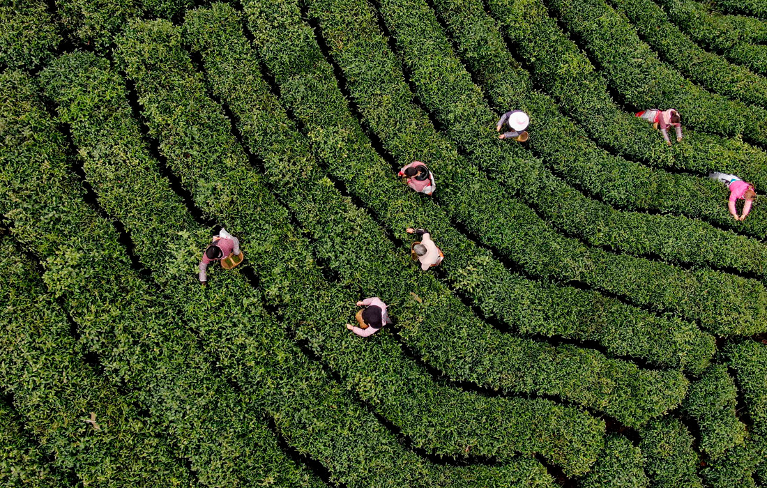 Сбор урожая чая в провинции Хэнань на востоке центральной части Китая
